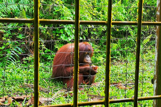 Orang Utan Island Day Tour (Bukit Merah) - Booking Information