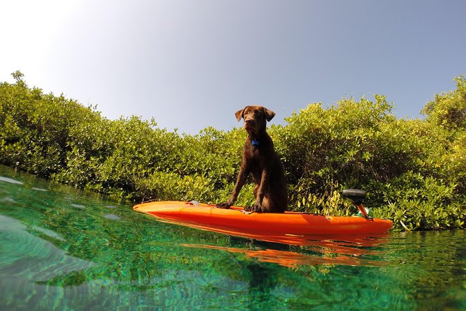 Paddleboard Cenote Tour - Frequently Asked Questions