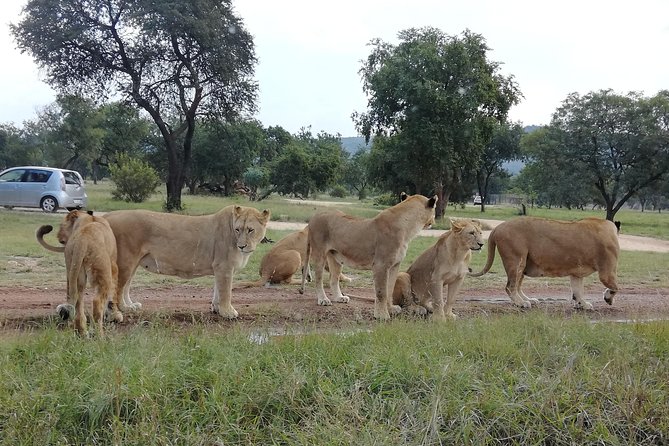 Pilanesberg Nature Reserve & Lion & Rhino Park Private - Frequently Asked Questions