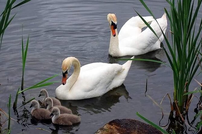 Private 3-Day Tour Danube Delta Birdwaching and Safari Experience From Bucharest - Booking Confirmation and Experience
