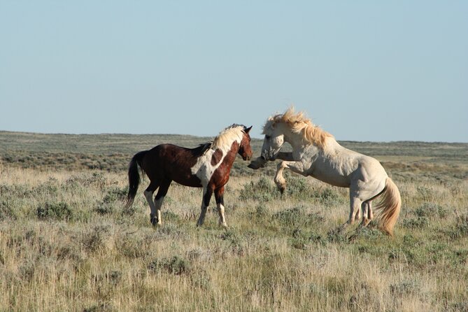 Private 4 Hour Red Canyon Wild Mustang Air Conditioned Van Tours - Booking Your Adventure