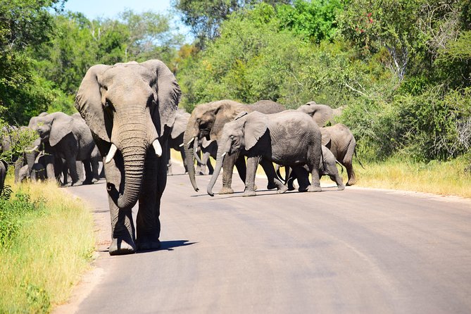 Private 5-Day Overnight Safari in Kruger Park From Skukuza Airport - Guest Reviews