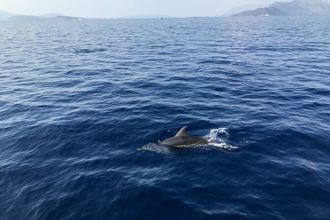Private Boat Tour From La Spezia to Portovenere and Palmaria Islands Tino Tinetto - Customer Feedback and Satisfaction