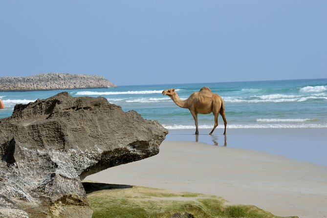 Private Caribian Orient (Swiming in Fazayeh Beach ) - Frequently Asked Questions