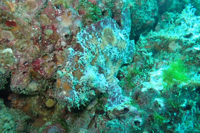 Private Dive Boat for Certified Divers - Cabo San Lucas - Photography and Videography