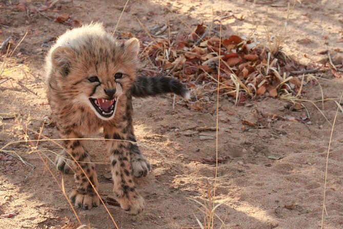 Private Game Drive Safari in Hoedspruit - Traveler Testimonials