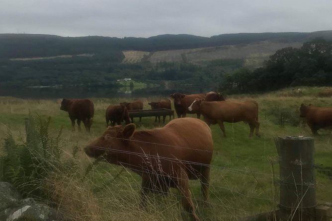 Private Loch Lomond Experience Day Tour - About the Tour Provider