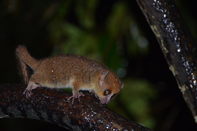 Private Tour for the Highlights of Madagascar - Crafting Your Experience
