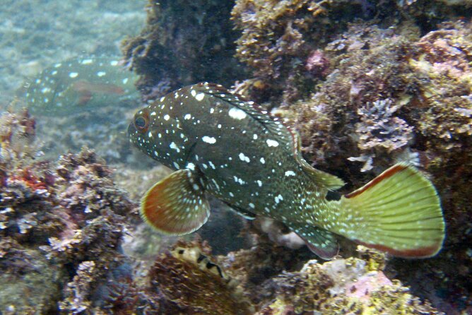 Private Trip: Snorkeling at Los Arcos & Colomitos Beach - Scenic Motorboat Ride