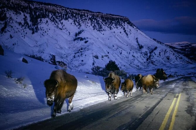 Private Winter Tour of Grand Teton National Park & Sleigh Ride - Tips for Your Tour