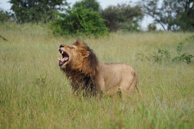 Safari Game Drive in the Greater Kruger Out of Hoedspruit - Frequently Asked Questions