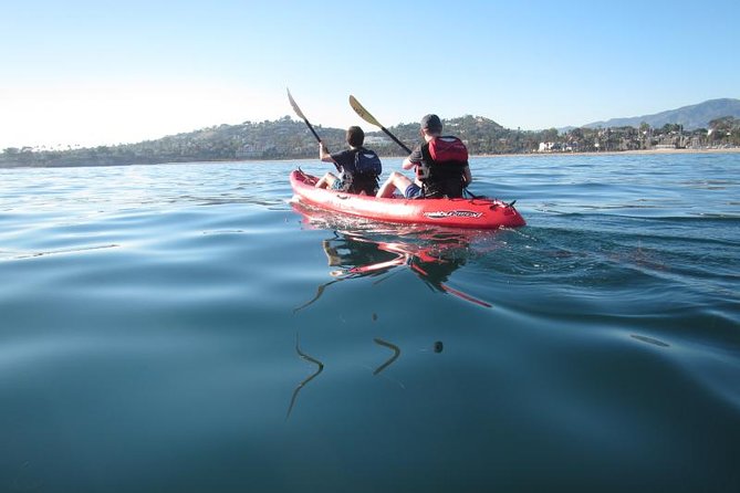 Sea Lion Kayak Tour - Santa Barbara Harbor - What to Expect on the Tour