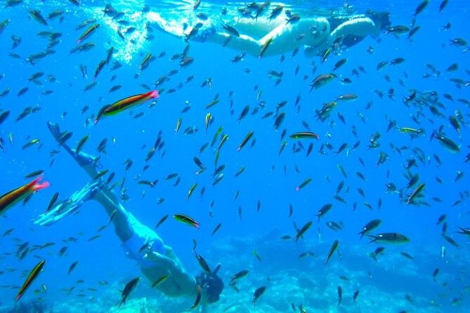 Sea of Cortez Combo: Whale Sharks, Sea Lions & Balandra Beach - Frequently Asked Questions