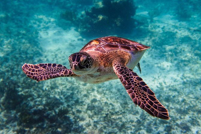 Sea Turtle and Cenotes Half Day Snorkeling Tour From Riviera Maya - Guide Expertise and Personability