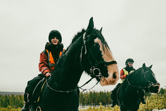 Small-Group Arctic Circle Horse Riding From Rovaniemi - Horse Brushing Experience