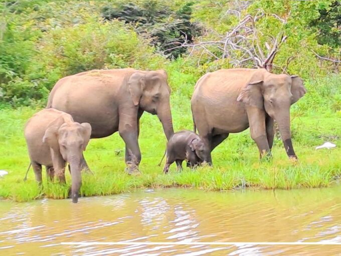 Sri Lanka 10 Days Tour Package - Best of Sri Lanka - National Parks and Rainforest
