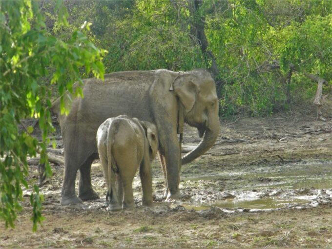 Srilanka - Discover Your Amazing Time With Expert Guide - Booking and Availability