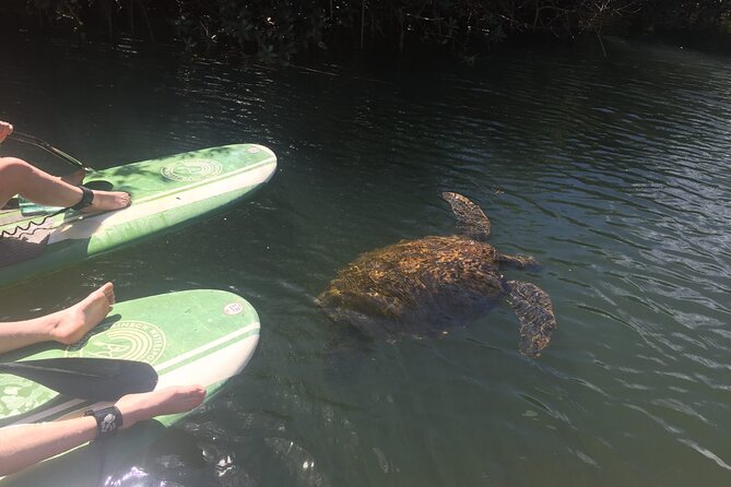 Sunset Stand up Paddle With Photos and Turtles - Sum Up