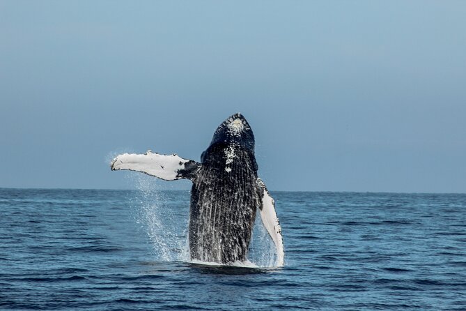Sunsets and Whales Mega Yachts ALL INCLUSIVE - Safety and Security Protocols