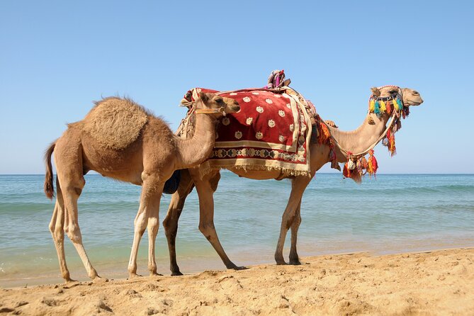 Tangier Day Trip From Casablanca With Camel Ride Experience - Additional Tour Details