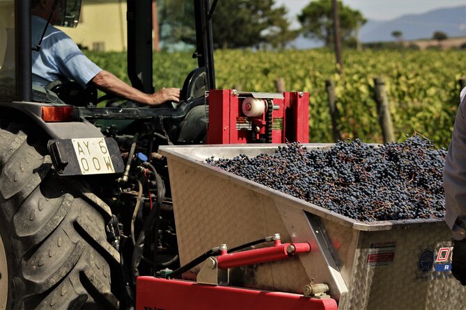 Tasting Selection of 4 Wines in Montefalco - Guest Reviews and Feedback
