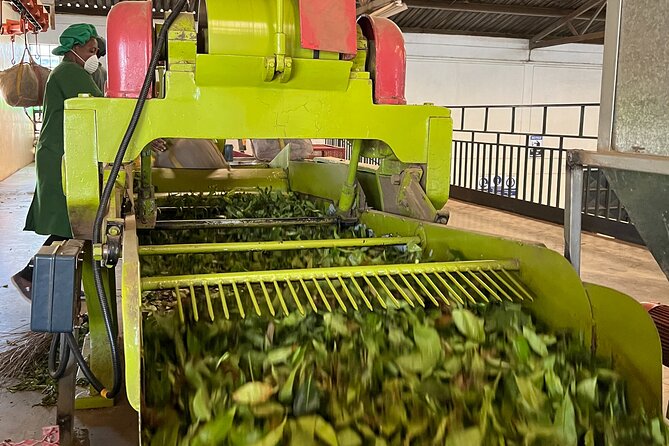 Tea Farm Experience at Riara Tea Farm And Factory Tour - What to Expect on the Tour