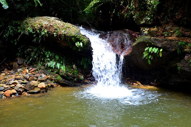Trinidad Nature and Asa Wright Center Full-Day Tour From Port of Spain - Feedback and Ratings