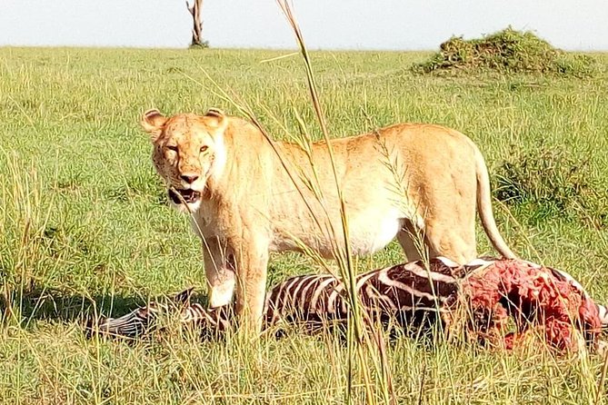Tsavo East & West, Amboseli 5days From Mombasa - Frequently Asked Questions