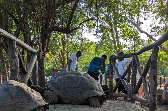 Unique Private Stone Town Tour & Prison Island Tour in Zanzibar - Booking and Logistics