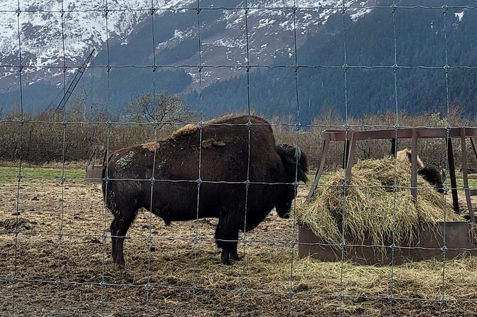 VIP Tour From Anchorage to Alaska Wildlife Conservation Center - Sum Up