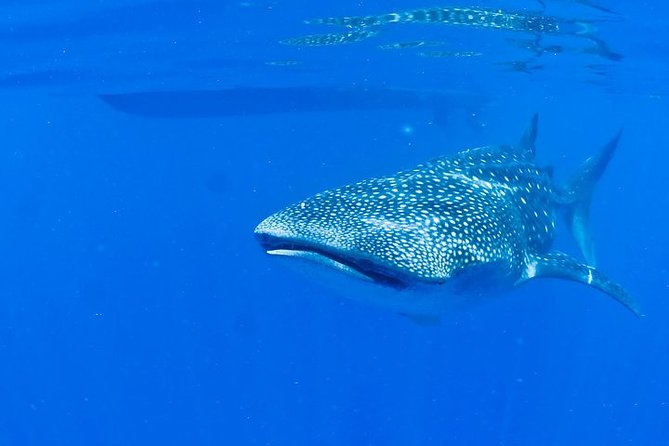 Whale Shark Experience From Playa Del Carmen - Frequently Asked Questions