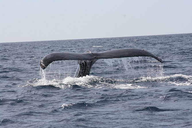 Whale Watching Group Tour in San Jose Del Cabo - Ensuring an Enjoyable Experience