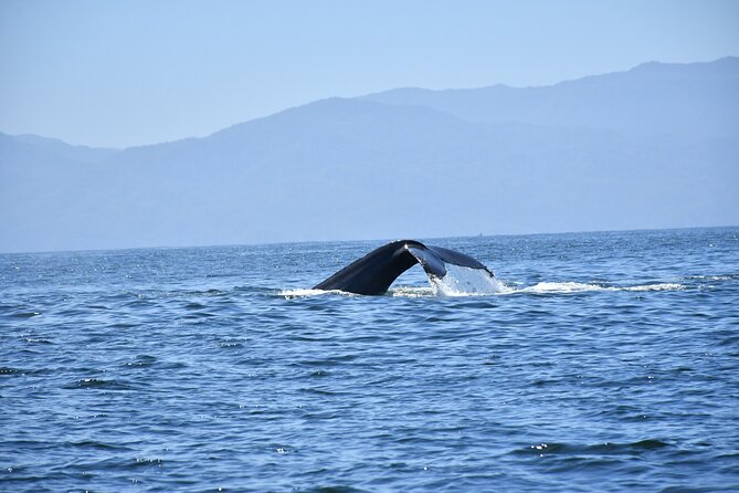 Whale Watching Guaranteed Experience in Puerto Vallarta - Expert Guides and Commentary