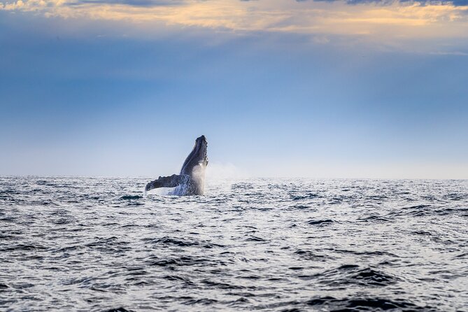 Whale Watching With Lunch and Transportation Included - Frequently Asked Questions