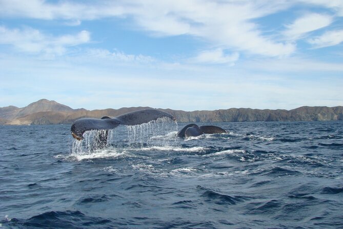 Whales Tour From La Paz - Additional Tour Details