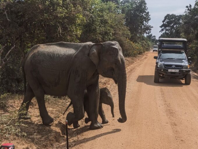 Yala National Park & Birds Park From Galle/Weligama/Mirissa - Frequently Asked Questions