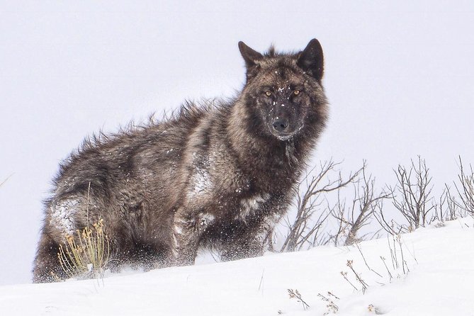 Yellowstone Wolves and Winter 4day/3night Adventure From Montana - Traveler Reviews and Recommendations
