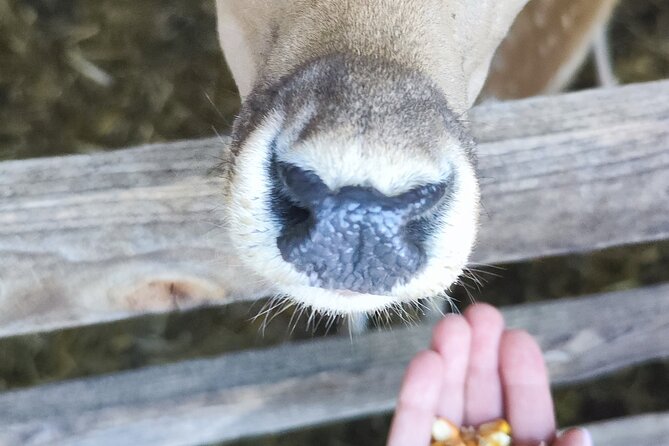Zagreb, Plitvice Lakes, and Deer Ranch Discovery Tour - Since You Asked
