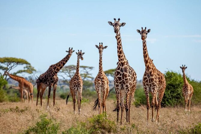9 Days 8 Nights Walking Safari - Safari Overview