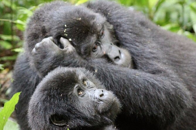 9 Days Adventure And Wildlife Safari - Good To Know