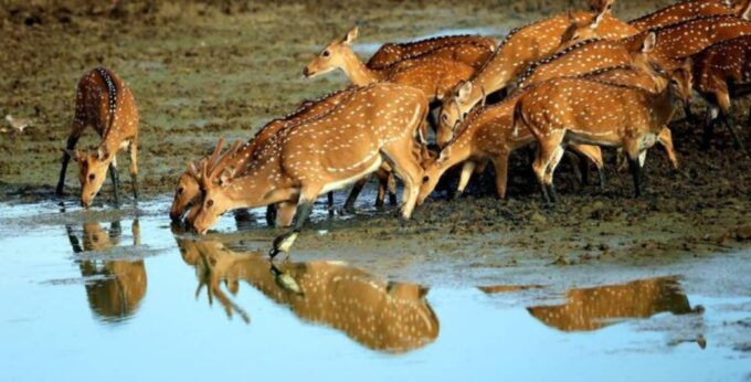3-Day All Inclusive Wildlife Tour in Belihuloya & Yala - Frequently Asked Questions