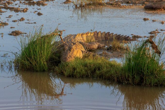 All-Inclusive Morning Game Drive at Bundala National Park - Frequently Asked Questions