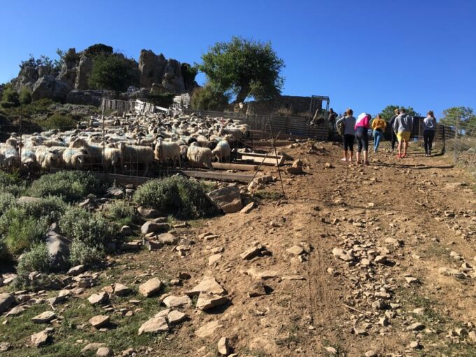 Crete: White Mountains Preserve Day Tour - Frequently Asked Questions
