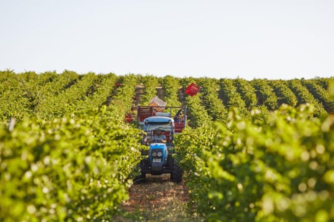 Heraklion: Olive Farm, Winery, and Raki Distillery Tour - Winemaking Secrets and Tastings
