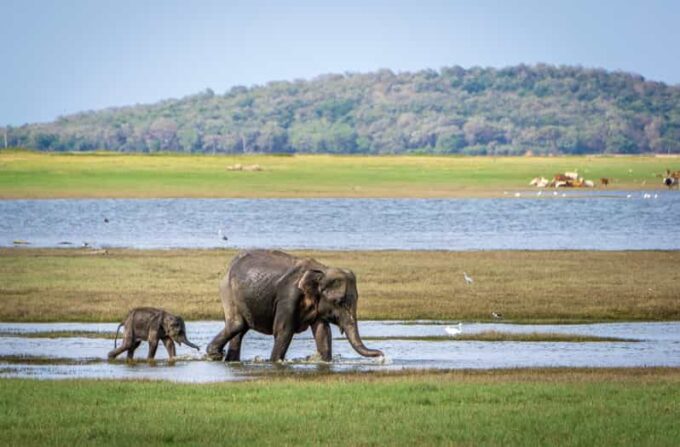 Sri Lanka Cultural Triangle With Hill-Country 4-Day Tour - Important Information