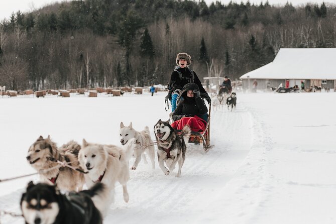 A Day With a Bite for Sled Dogs - Good To Know