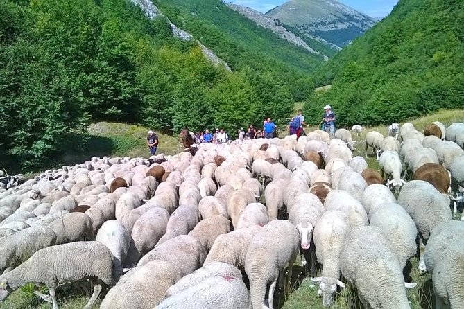 A Day With the Shepherd Milking Sheeps and Making Cheese in the National Park of Abruzzo - Good To Know