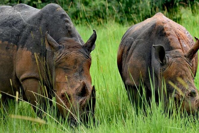 A Thrilling 1-Day Rhino Tracking Tour in Uganda - Good To Know