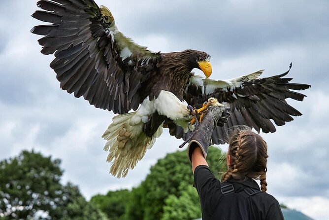 Admission Pass to Eagle Heights in Kent - Good To Know