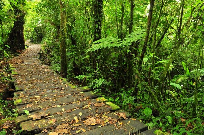 Aerial Tram in Braulio Carrillo National Park From San José - About Your Stay